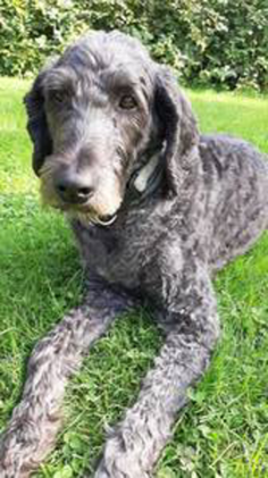 grauer Hund